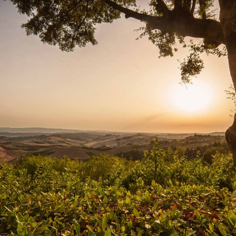 golfreizen toscane