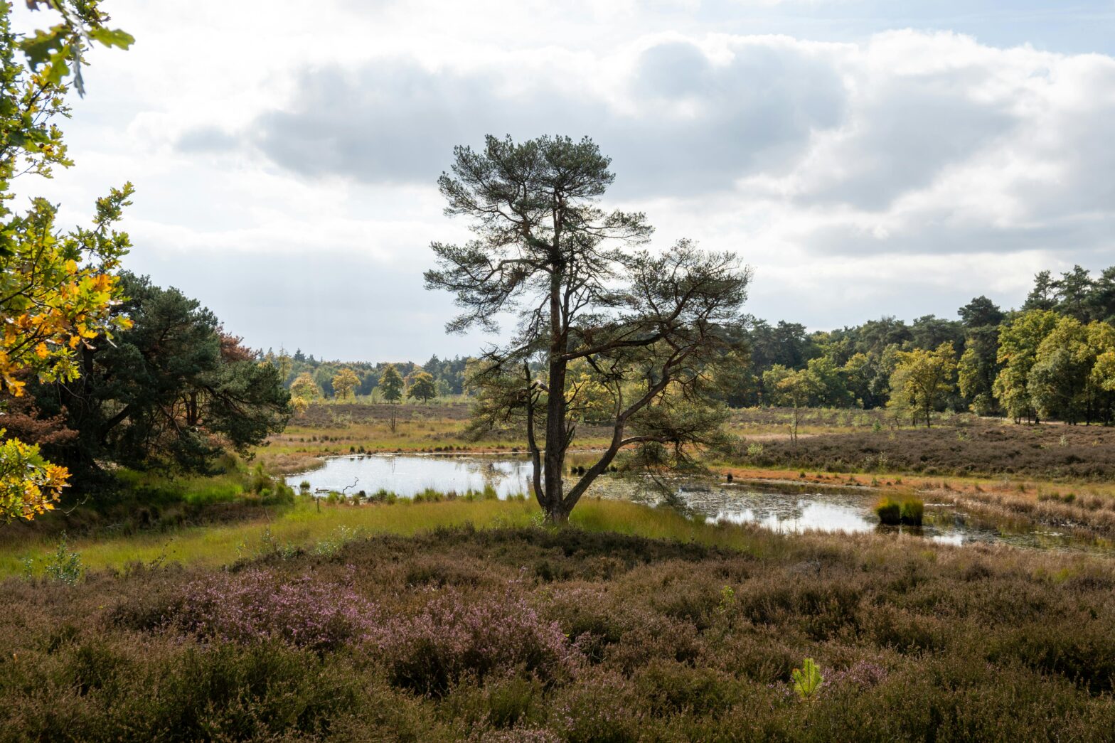golf veluwe